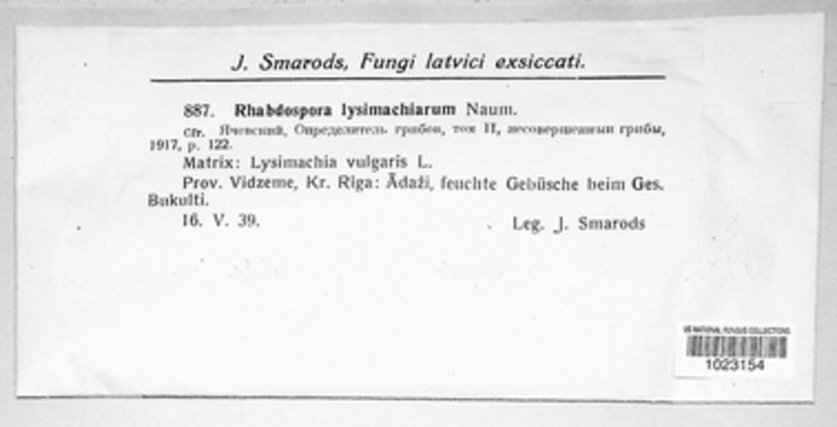 Rhabdospora lysimachiarum image